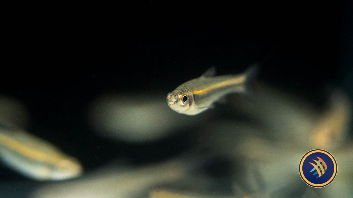 Rainbow Shiner (Notropis chrosomus) 3.5cm | Goldfish Barbs & Minnows | Largest Tropical Fish Selection at Your Local Fish Store