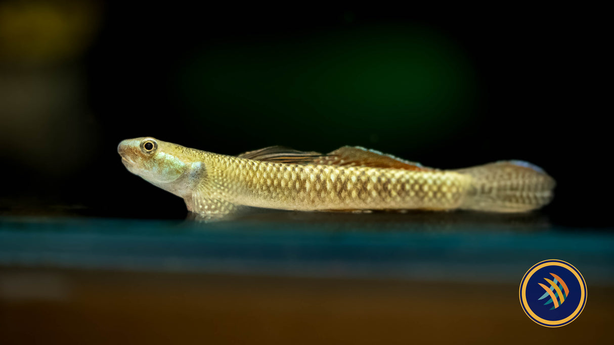 Rainbow Goby (Stiphodon ornatus) 3-4cm | Other Livestock | Largest Tropical Fish Selection at Your Local Fish Store