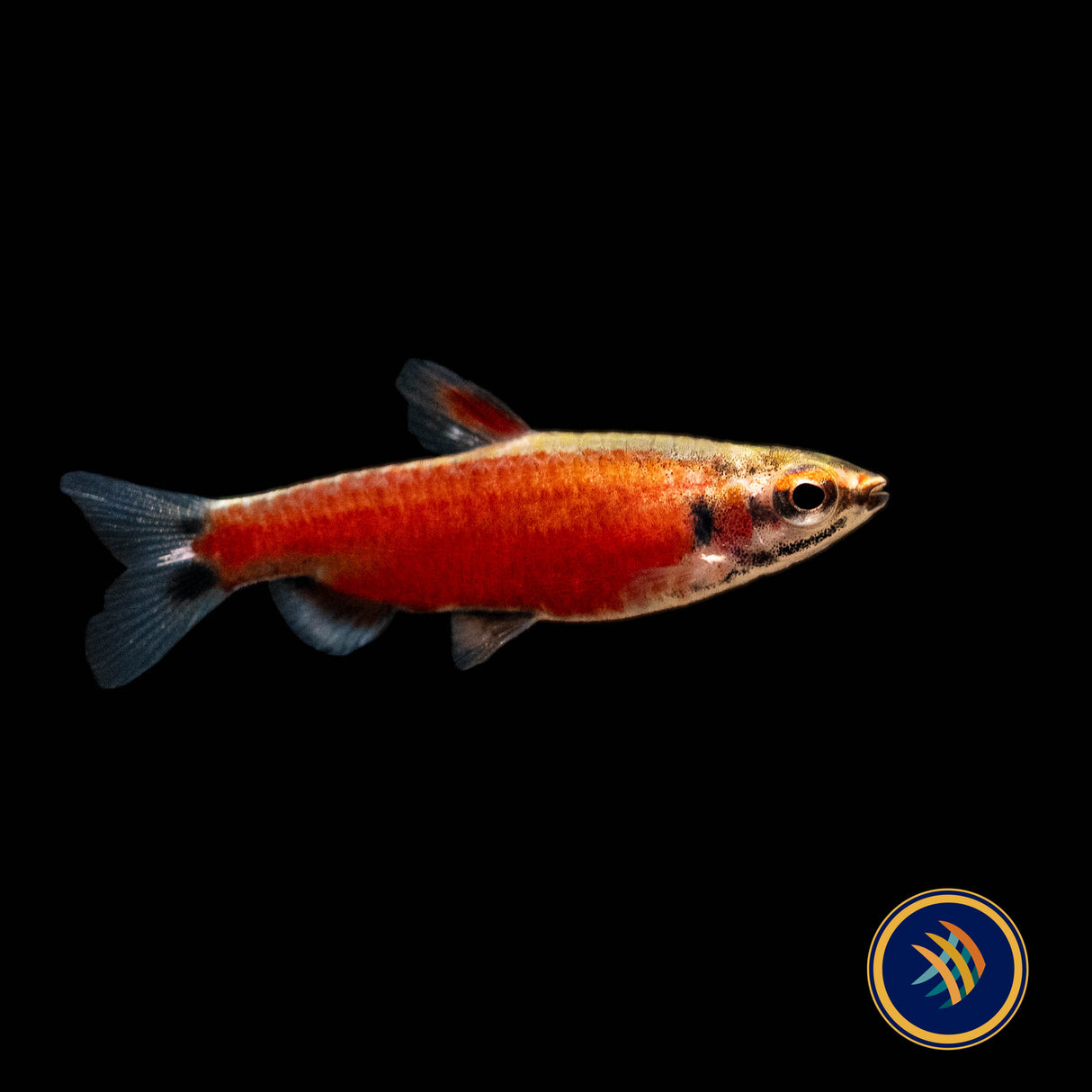 Really Red Pencilfish (Nannostomus sp. Rio Amaya) Medium - Aquarium Glaser | Tetras Rasboras & Pencilfish | Largest Tropical Fish Selection at Your Local Fish Store