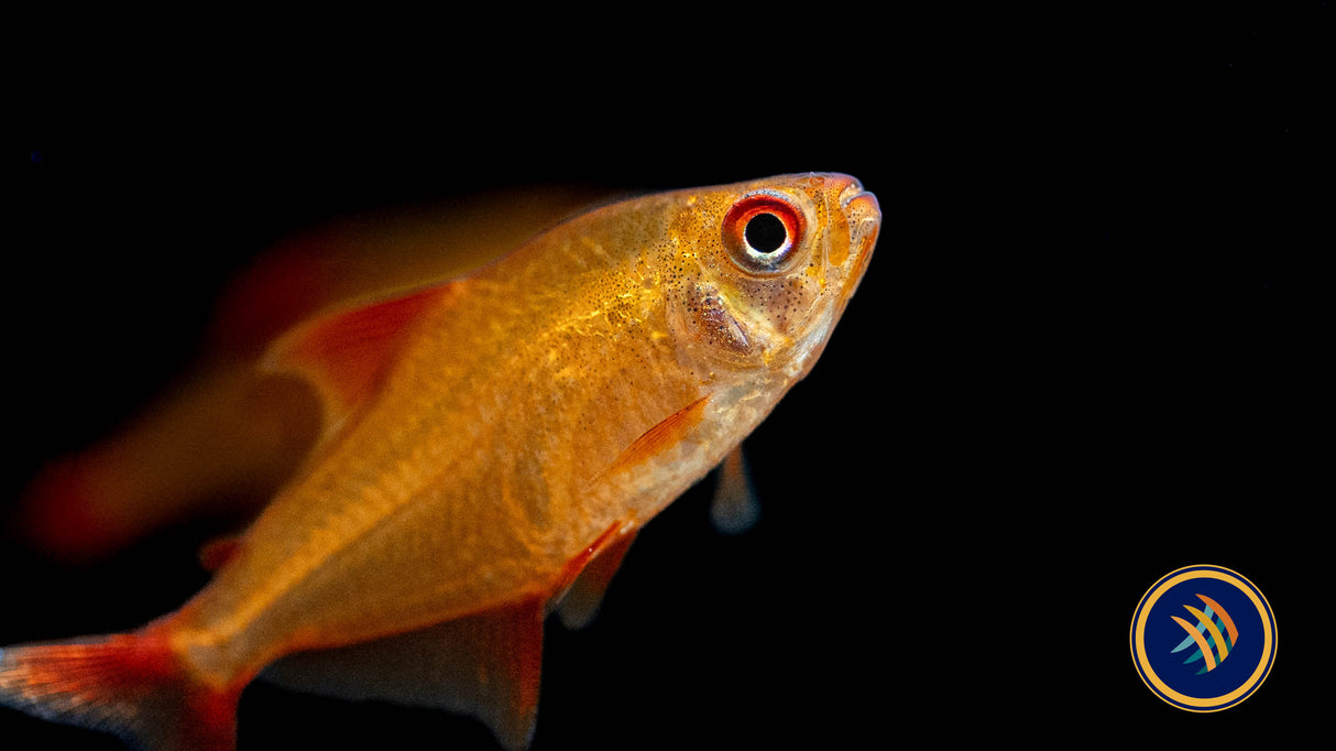 Muzel Red Cherry Tetra (Hyphessobrycon sp. "Muzel") 1-2cm | Tetras Rasboras & Pencilfish | Largest Tropical Fish Selection at Your Local Fish Store