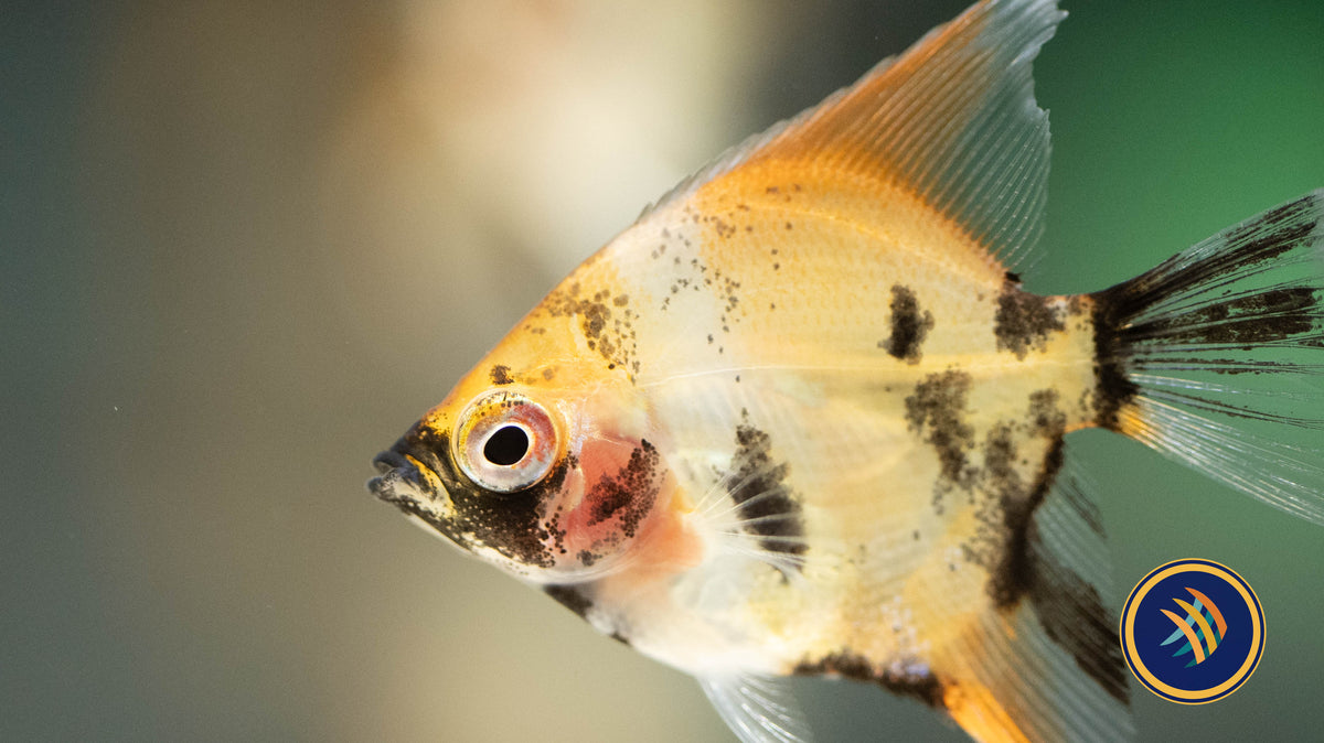 Red Devil Angelfish (3-4 cm) (Premium Grade) | Cichlids Badis & Gouramis | Largest Tropical Fish Selection at Your Local Fish Store