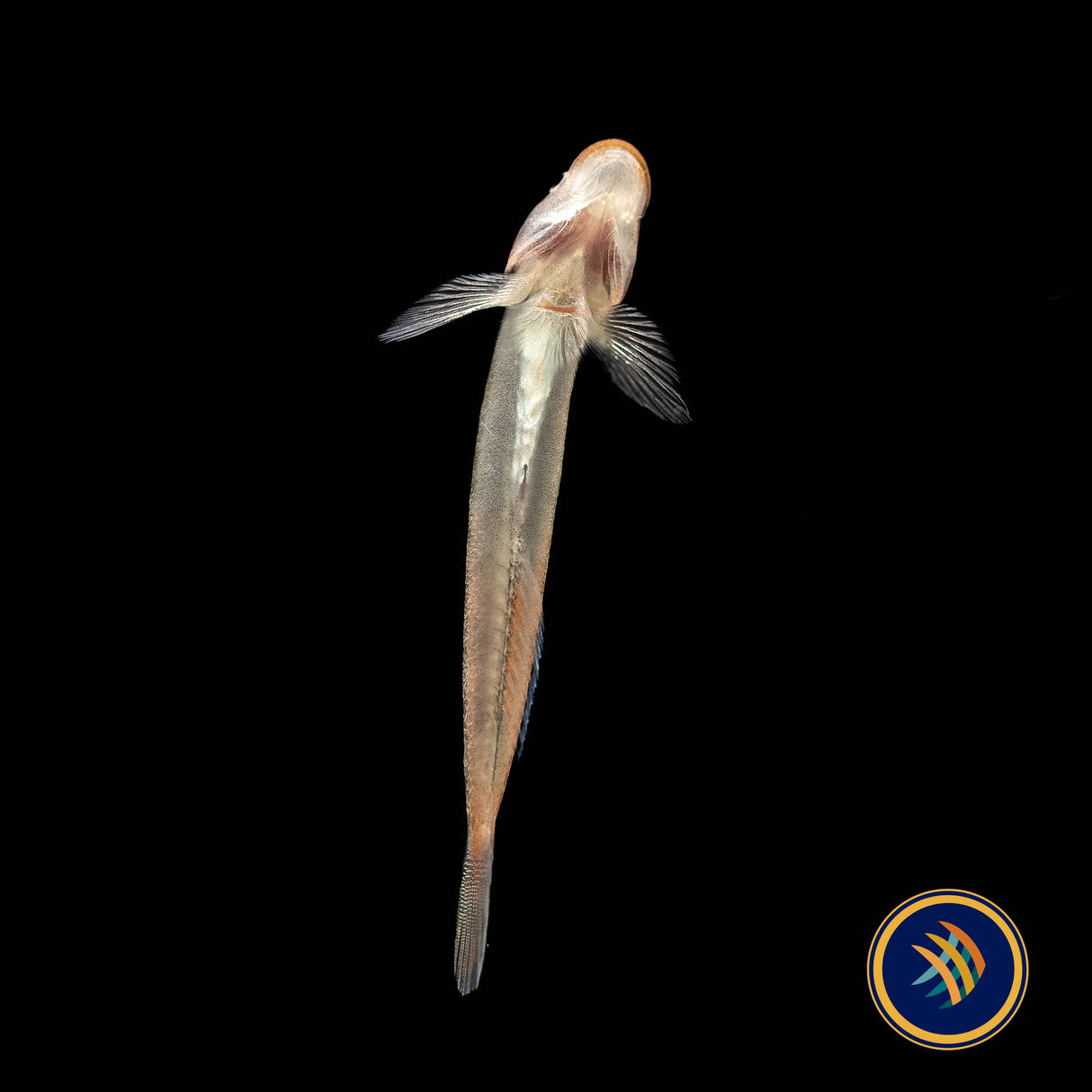 Red Lipstick Goby (Sicyopus Rubicundus) | Other Livestock | Largest Tropical Fish Selection at Your Local Fish Store