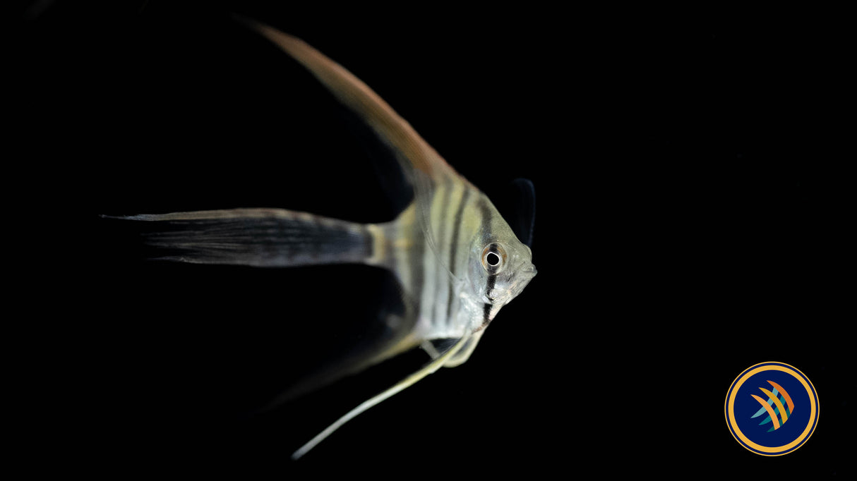 Red neck Tucano Longfin Angelfish 3-4cm