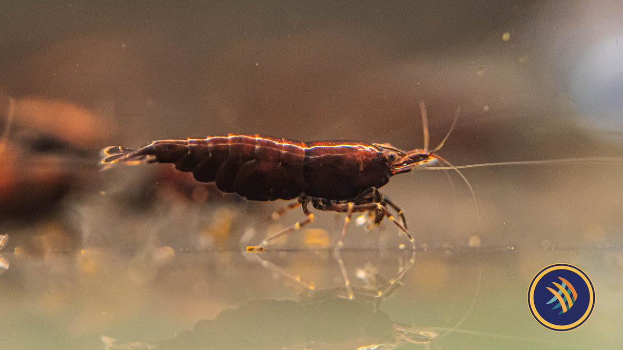 Red Onyx Shrimp | Snails Shrimp Crayfish Crabs | Largest Tropical Fish Selection at Your Local Fish Store