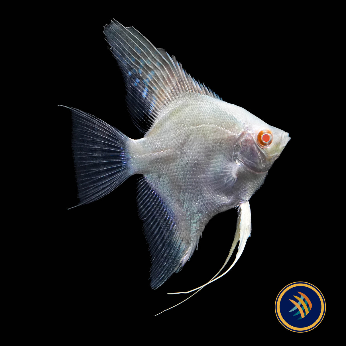 Red Eye Golden Angelfish (Pterophyllum scalare)