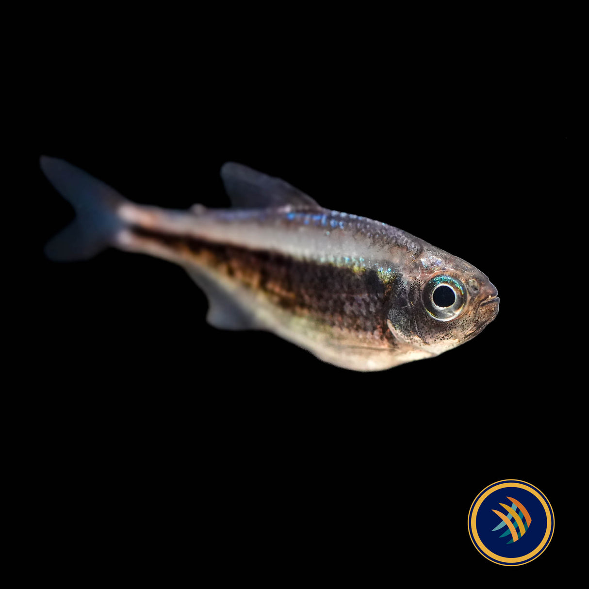 Red Moenkhausia / Rubra Tetra (Moenkhausia rubra)