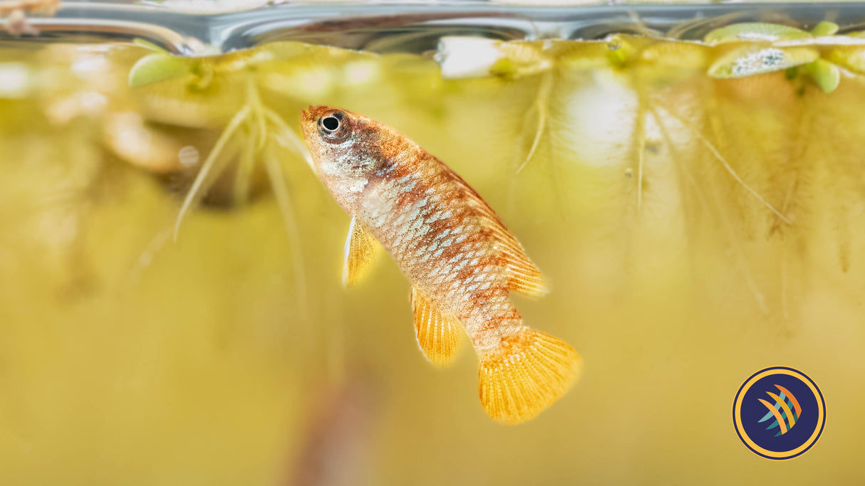 Red Scarlet Badis (Dario dario) | Cichlids Badis & Gouramis | Largest Tropical Fish Selection at Your Local Fish Store