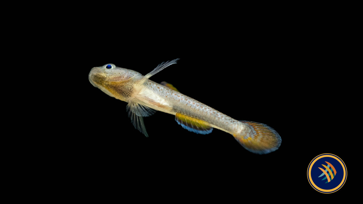 Red-Spotted Goby (Rhinogobius rubromaculatus) 3-5cm | Other Livestock | Largest Tropical Fish Selection at Your Local Fish Store