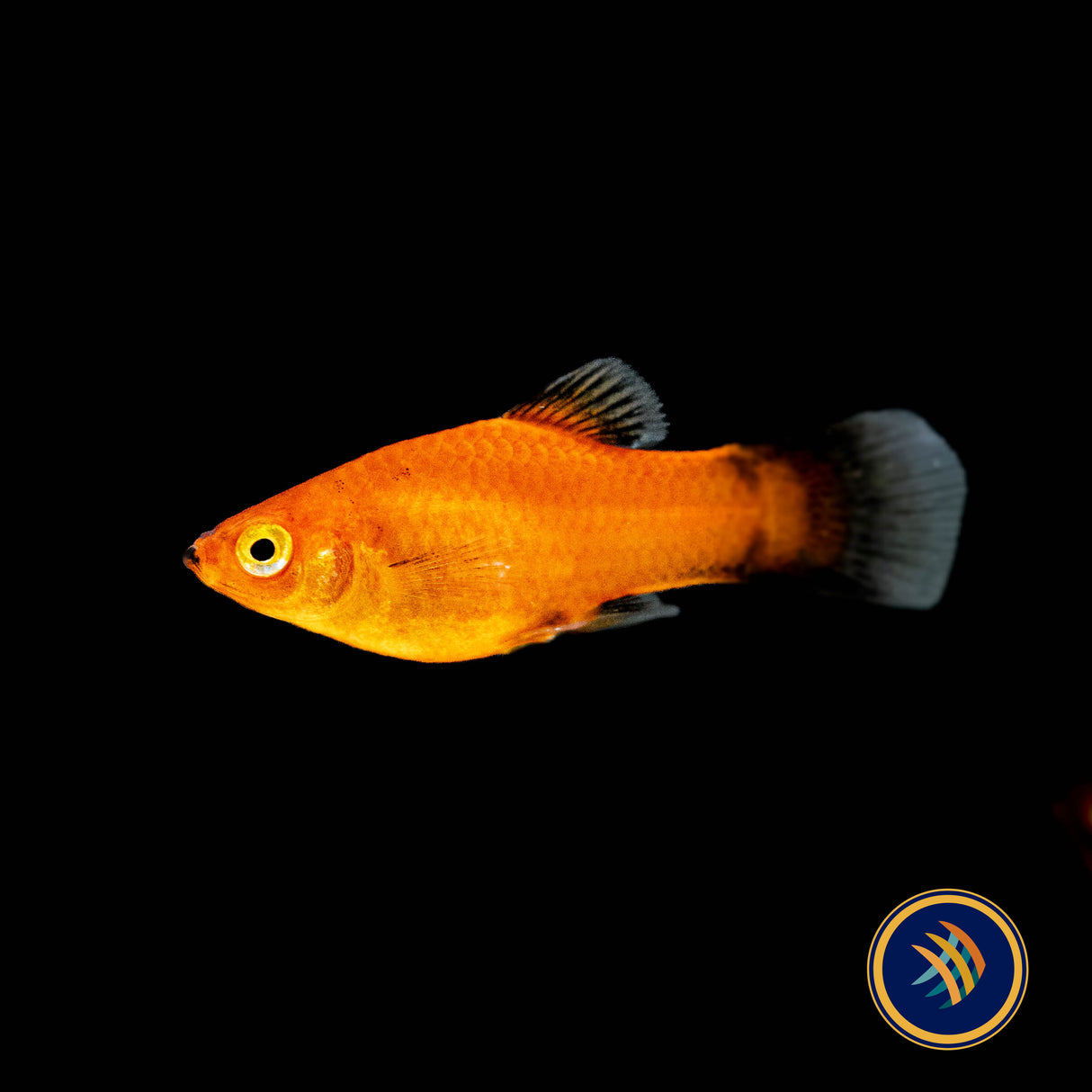 Red Wagtail Platy (Xiphophorus maculatus) | Livebearers | Largest Tropical Fish Selection at Your Local Fish Store