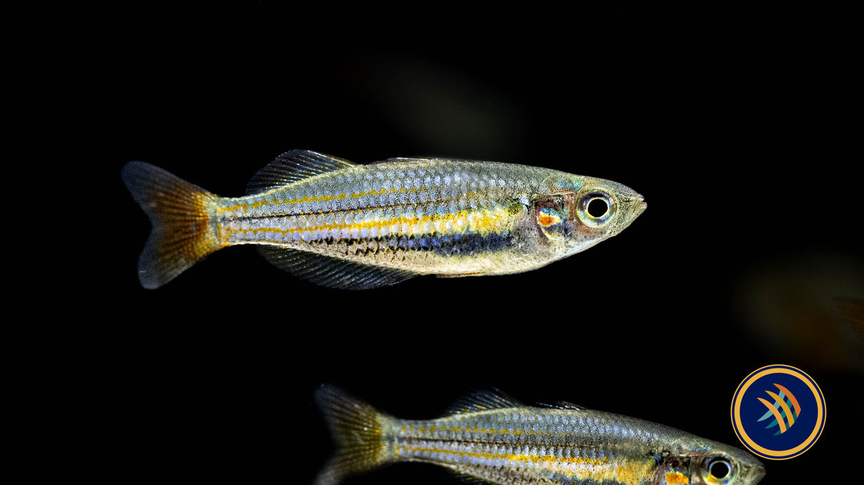 Redfin Dwarf Rainbowfish (Melanotaenia maccullochi) 2.5-3cm | Rainbowfish Killifish & Danios | Largest Tropical Fish Selection at Your Local Fish Store