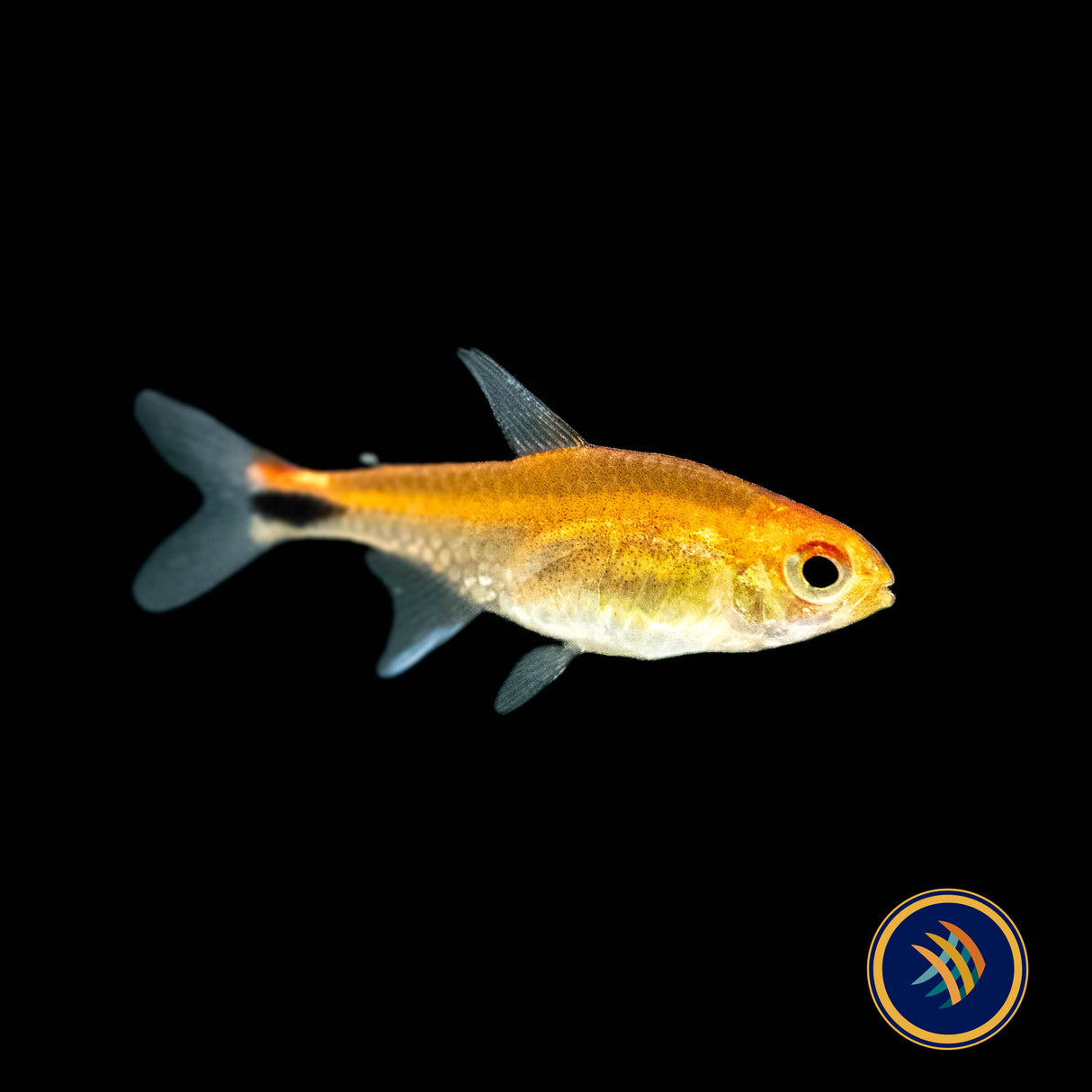 Ruby Tetra (Axelrodia Riesei) Med - Large (Aquarium Glaser) | Tetras Rasboras & Pencilfish | Largest Tropical Fish Selection at Your Local Fish Store