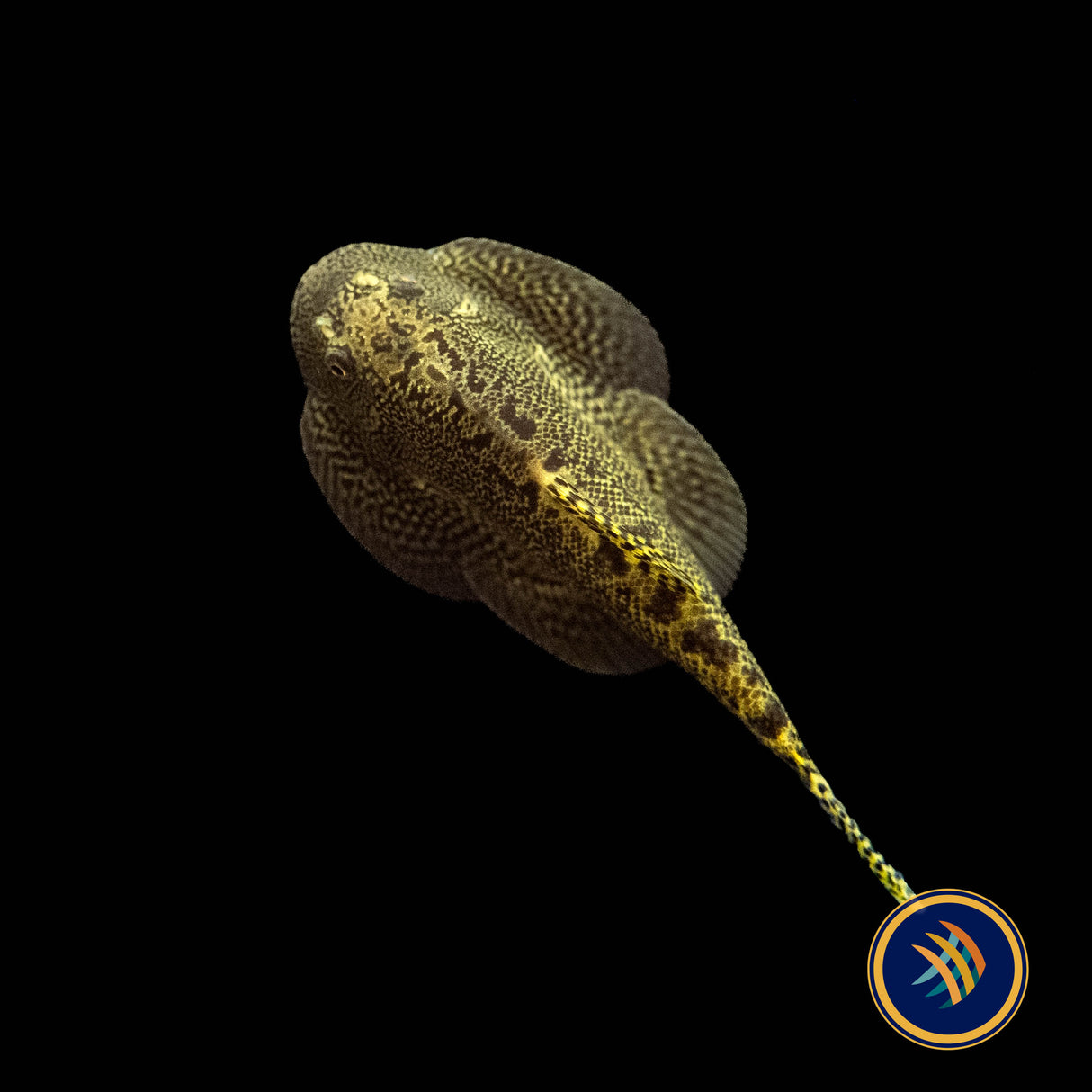 Hillstream Loach (Breviventralis SEW04) | Catfish Loaches & Plecos | Largest Tropical Fish Selection at Your Local Fish Store