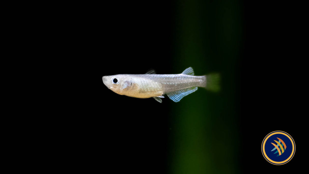 Sparkled Blue Medaka Rice Fish (oryzias latipes) Aquarium Glaser | Other Livestock | Largest Tropical Fish Selection at Your Local Fish Store