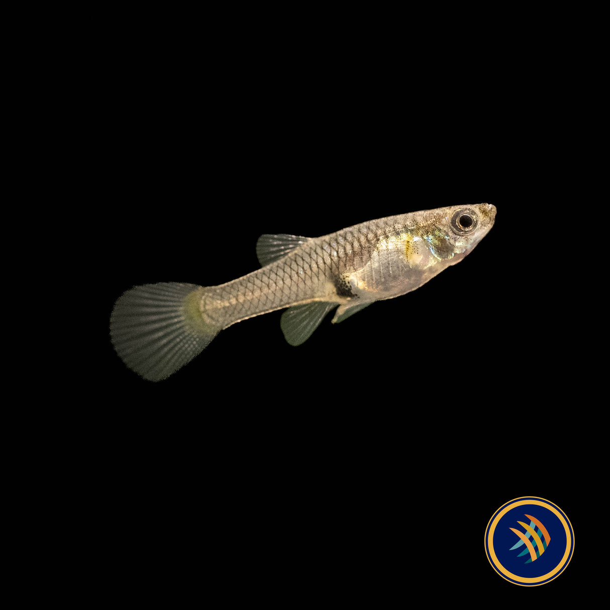 Staeck Endler Pair | Livebearers | Largest Tropical Fish Selection at Your Local Fish Store