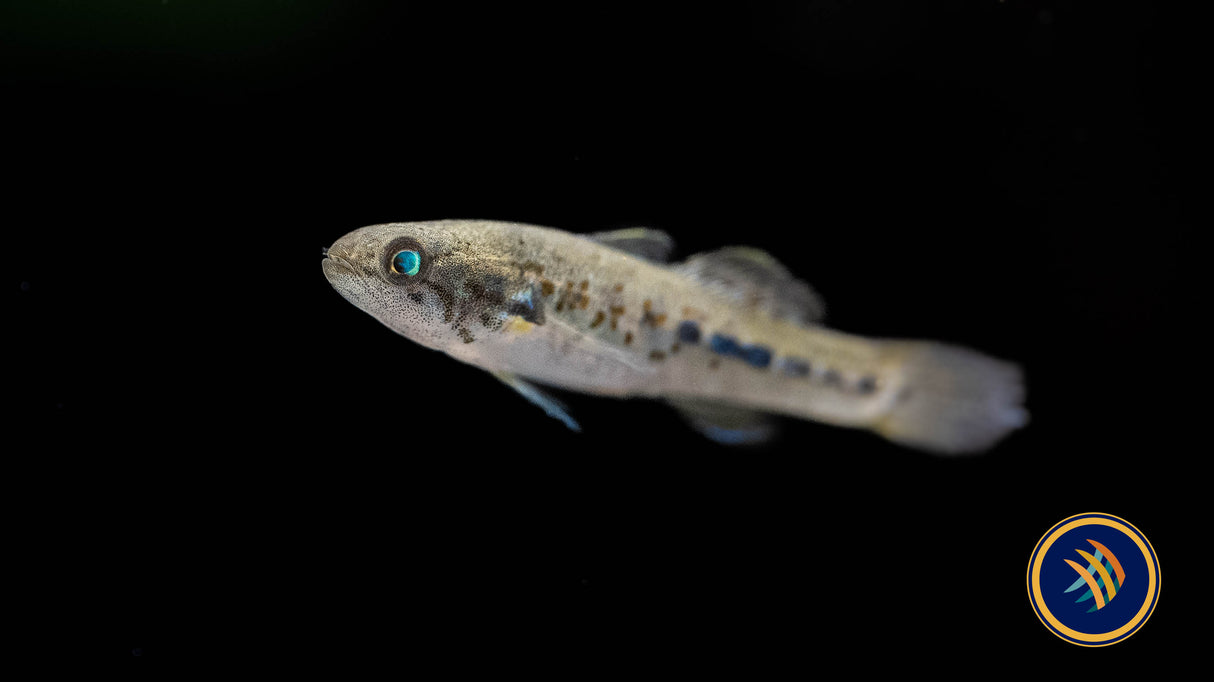 Sunburst Gugeon (Hypeseleotris Cyprinoides) 3-4cm | Other Livestock | Largest Tropical Fish Selection at Your Local Fish Store