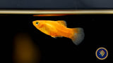Sunset Coral Platy