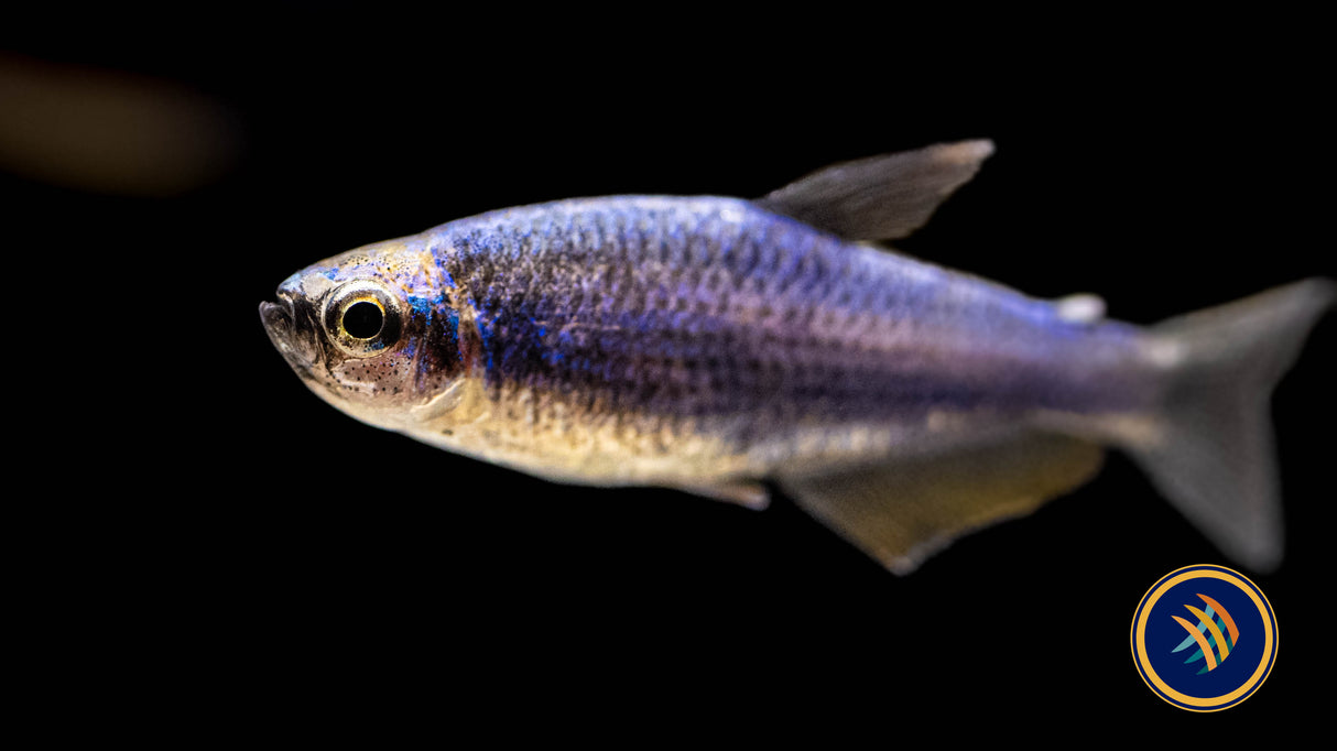 Super Blue Kerri Tetra (Inpaichthys kerri) Medium /Large (Aquarium Glaser) | Tetras Rasboras & Pencilfish | Largest Tropical Fish Selection at Your Local Fish Store