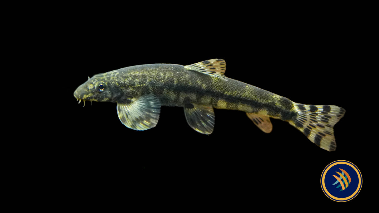Tasseled‑mouth River Loach (Crossostoma lacustre)