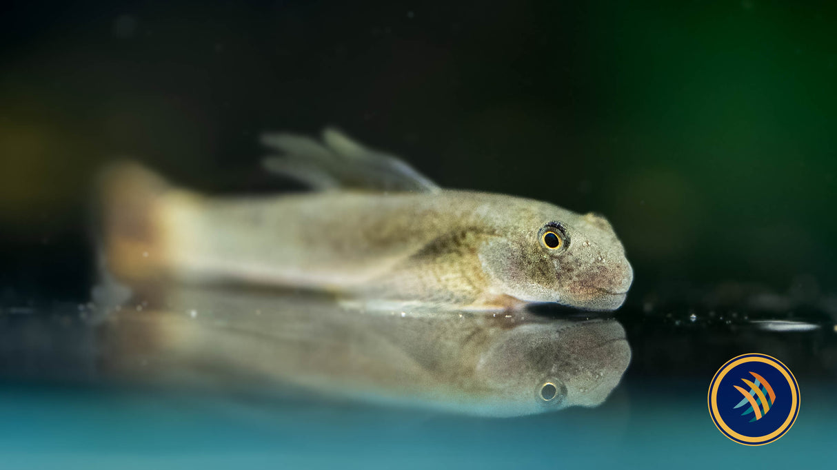 Threadfin Goby (Sicyopterus longifilis) 3-4cm | Other Livestock | Largest Tropical Fish Selection at Your Local Fish Store