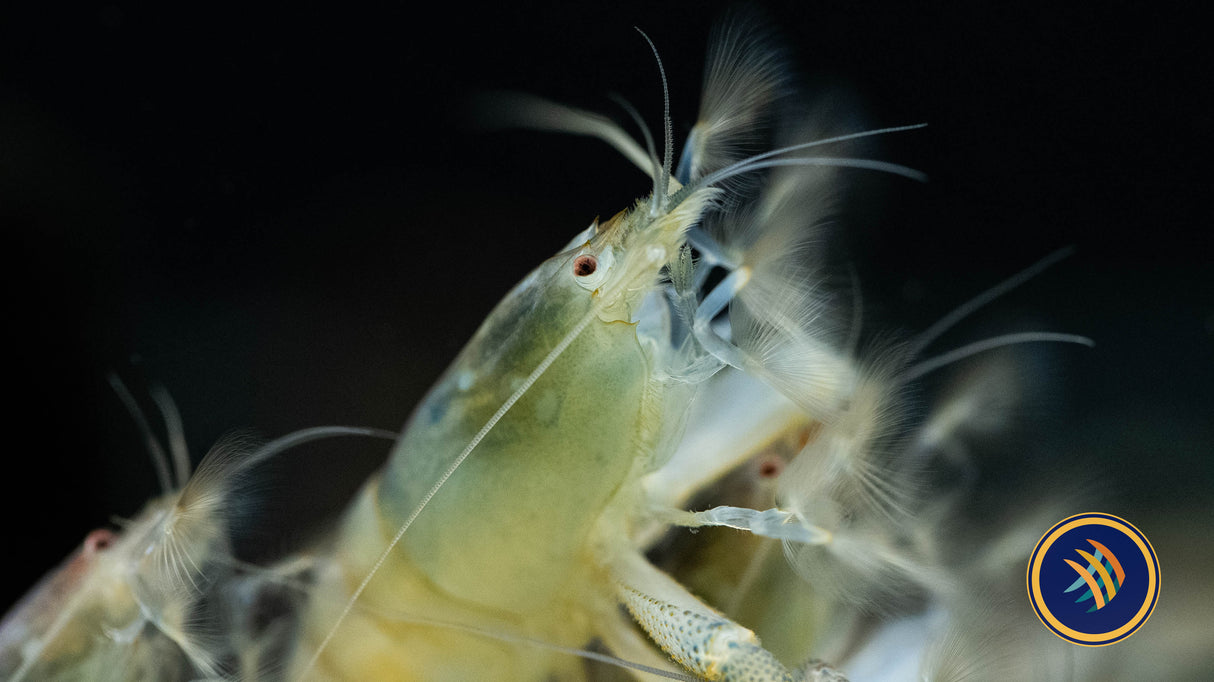 Vampire Shrimp 3-5cm (Atya gabonensis) (Aquarium Glaser) | Snails Shrimp Crayfish Crabs | Largest Tropical Fish Selection at Your Local Fish Store