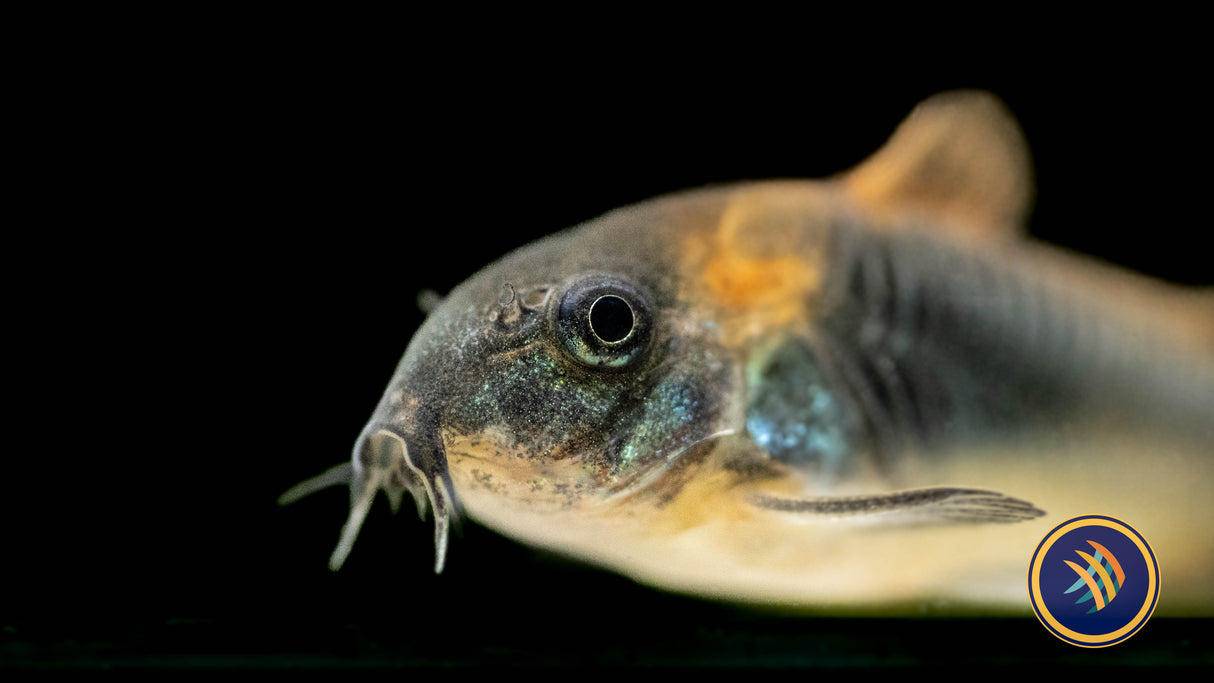 Venezuelan Orange Corydora (Corydoras venezuelanus) | Catfish Loaches & Plecos | Largest Tropical Fish Selection at Your Local Fish Store