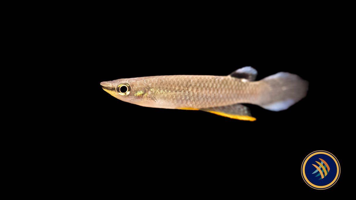 White Spot Killifish (Aplocheilus armatus) | Rainbowfish Killifish & Danios | Largest Tropical Fish Selection at Your Local Fish Store