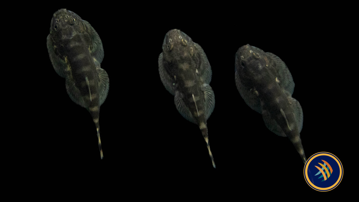 White Panda Borneo Loach (Hypergastromyzon humilis) 2-3cm | Other Livestock | Largest Tropical Fish Selection at Your Local Fish Store