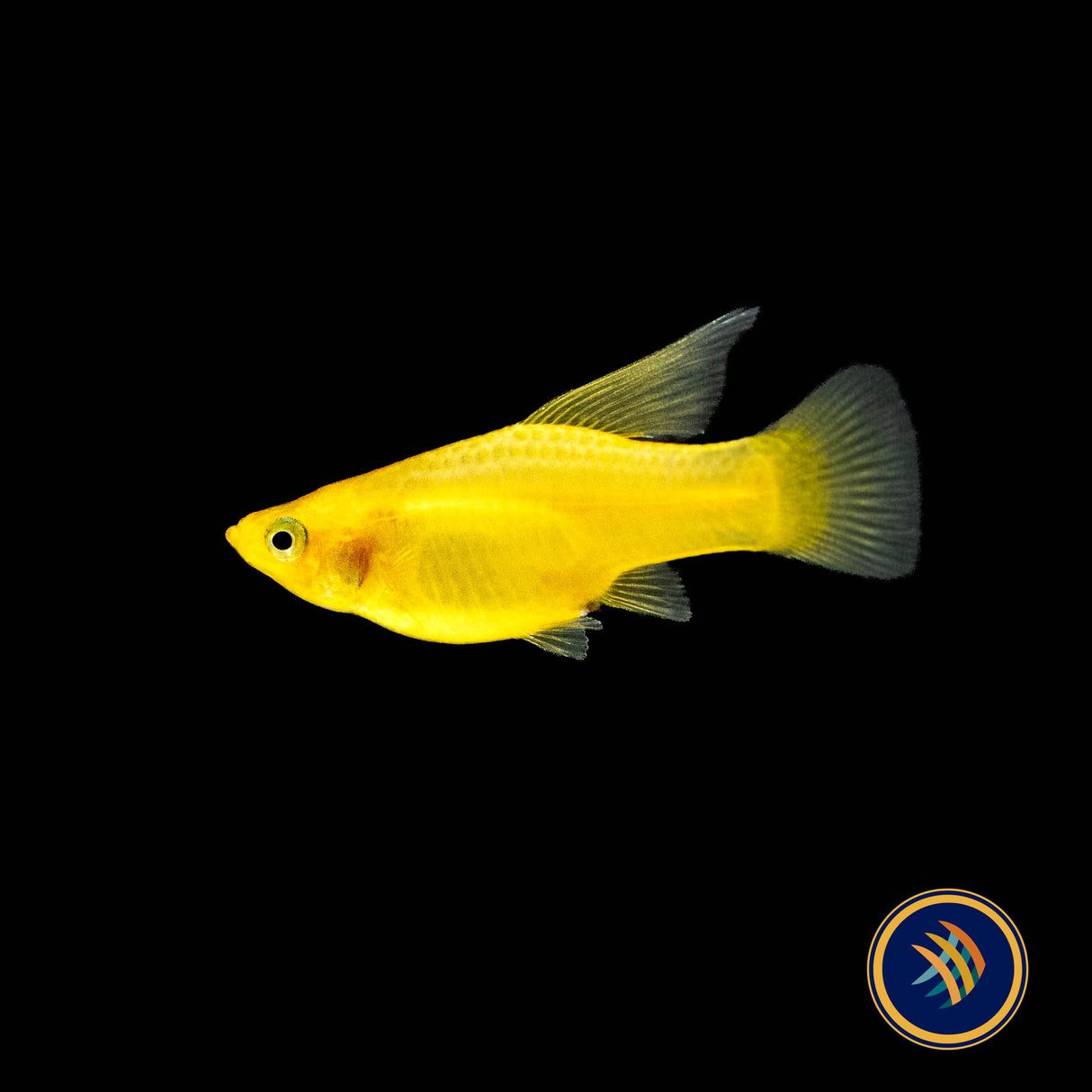 Yellow Banana Hi-Fin Platy 3cm | Livebearers | Largest Tropical Fish Selection at Your Local Fish Store