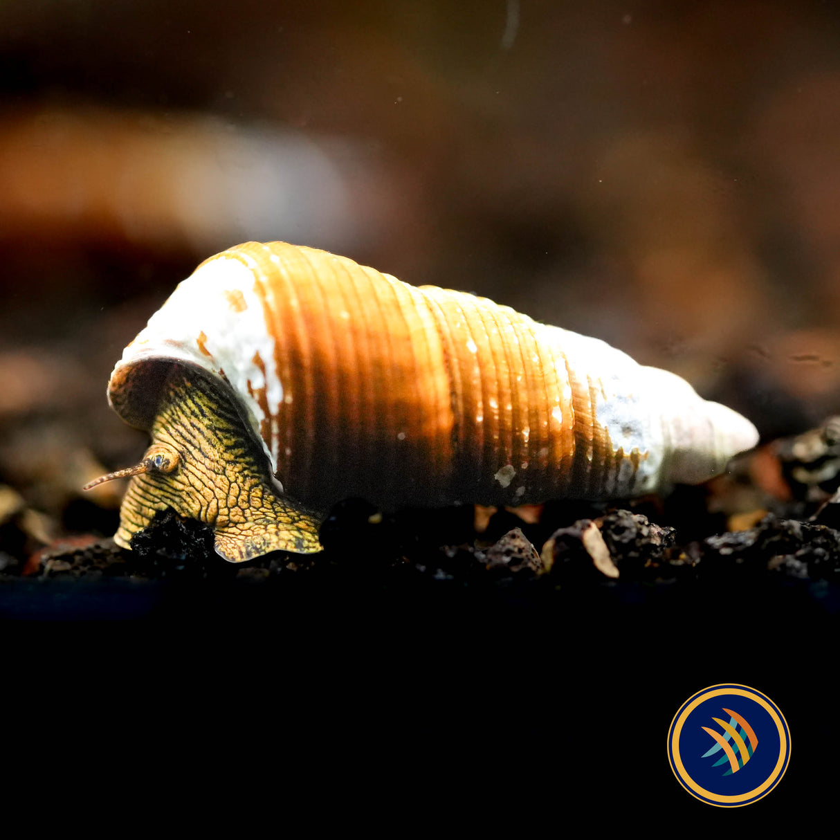 Yellow Rabbit Snail (Tylomelania)
