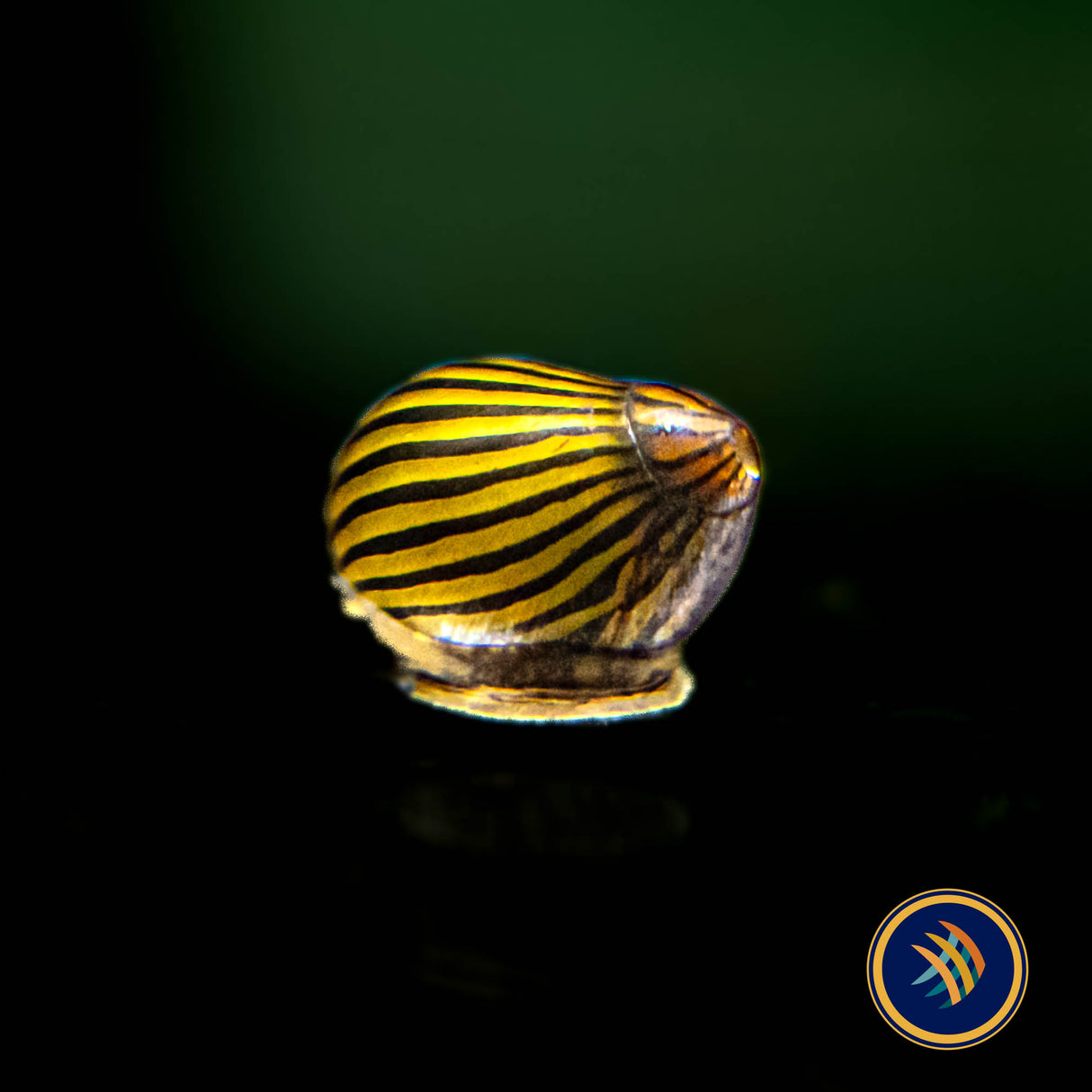 Zebra Nerite Snail (Vittina natalensis) (Large) Aquarium Glaser | Snails Shrimp Crayfish Crabs | Largest Tropical Fish Selection at Your Local Fish Store
