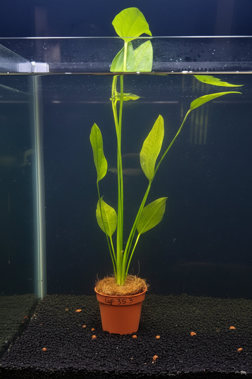 Echinodorus argentinensis Potted
