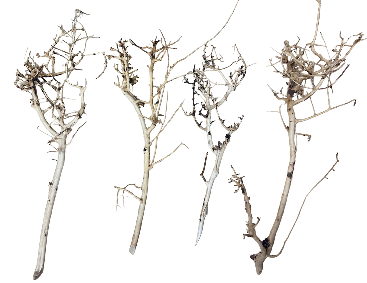 Thailand Branch Wood