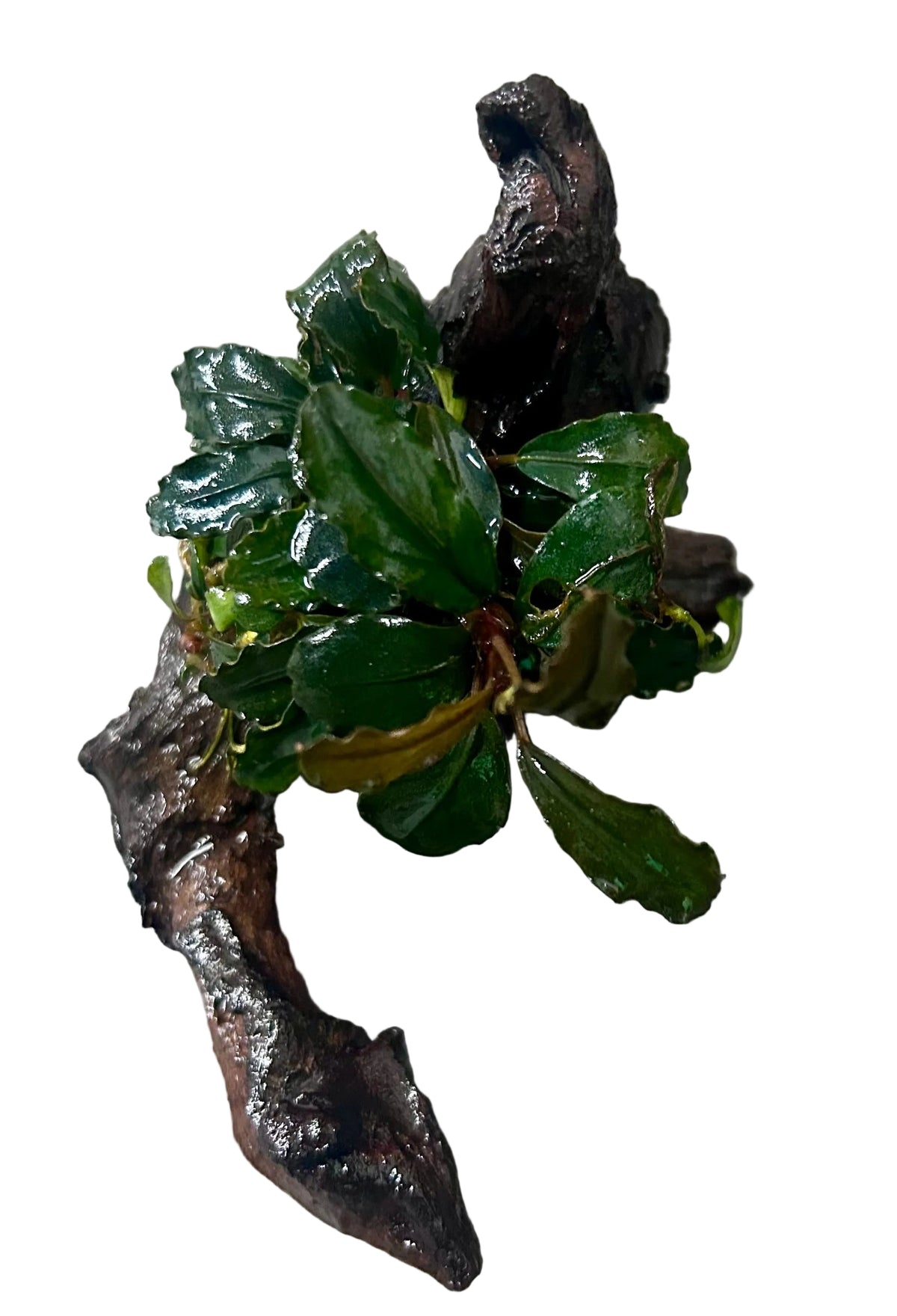 Bucephalandra brownie ghost ulu kapu on small driftwood