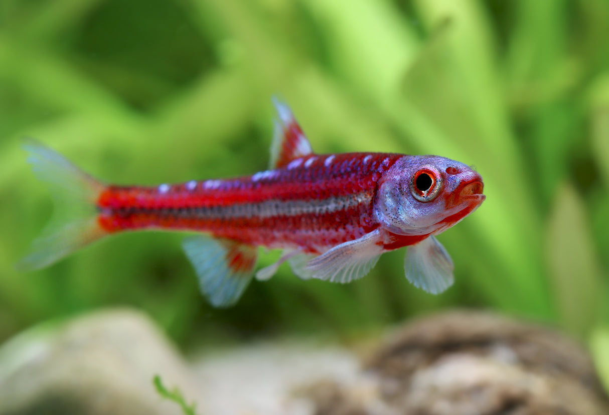 Rainbow Shiner (Notropis chrosomus) 3cm