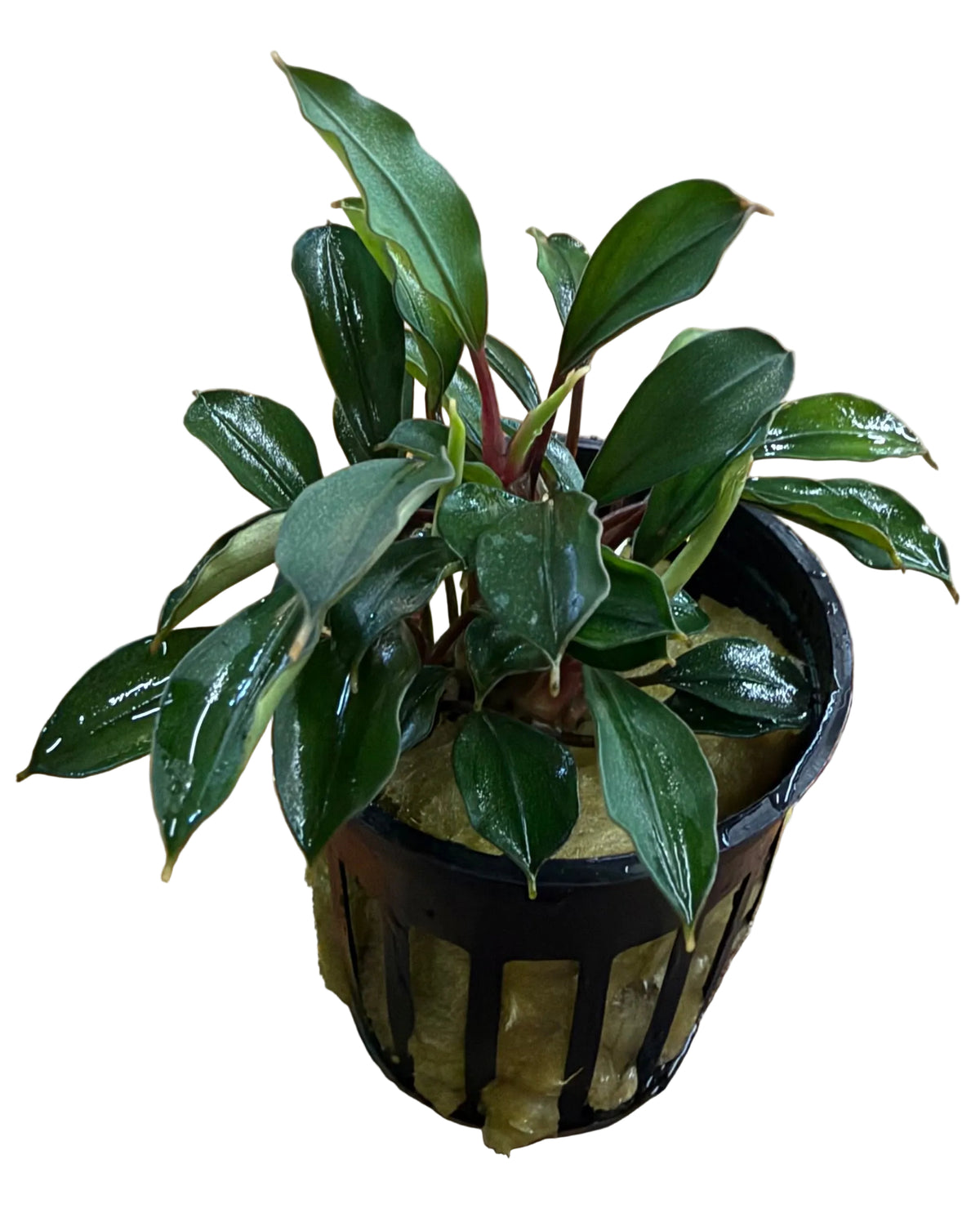 Bucephalandra Deep Blue - Potted - WP1705