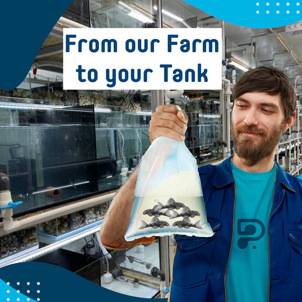 L136b Hypancistrus Pleco (PlecoCeramics) | Catfish Loaches & Plecos | Largest Tropical Fish Selection at Your Local Fish Store