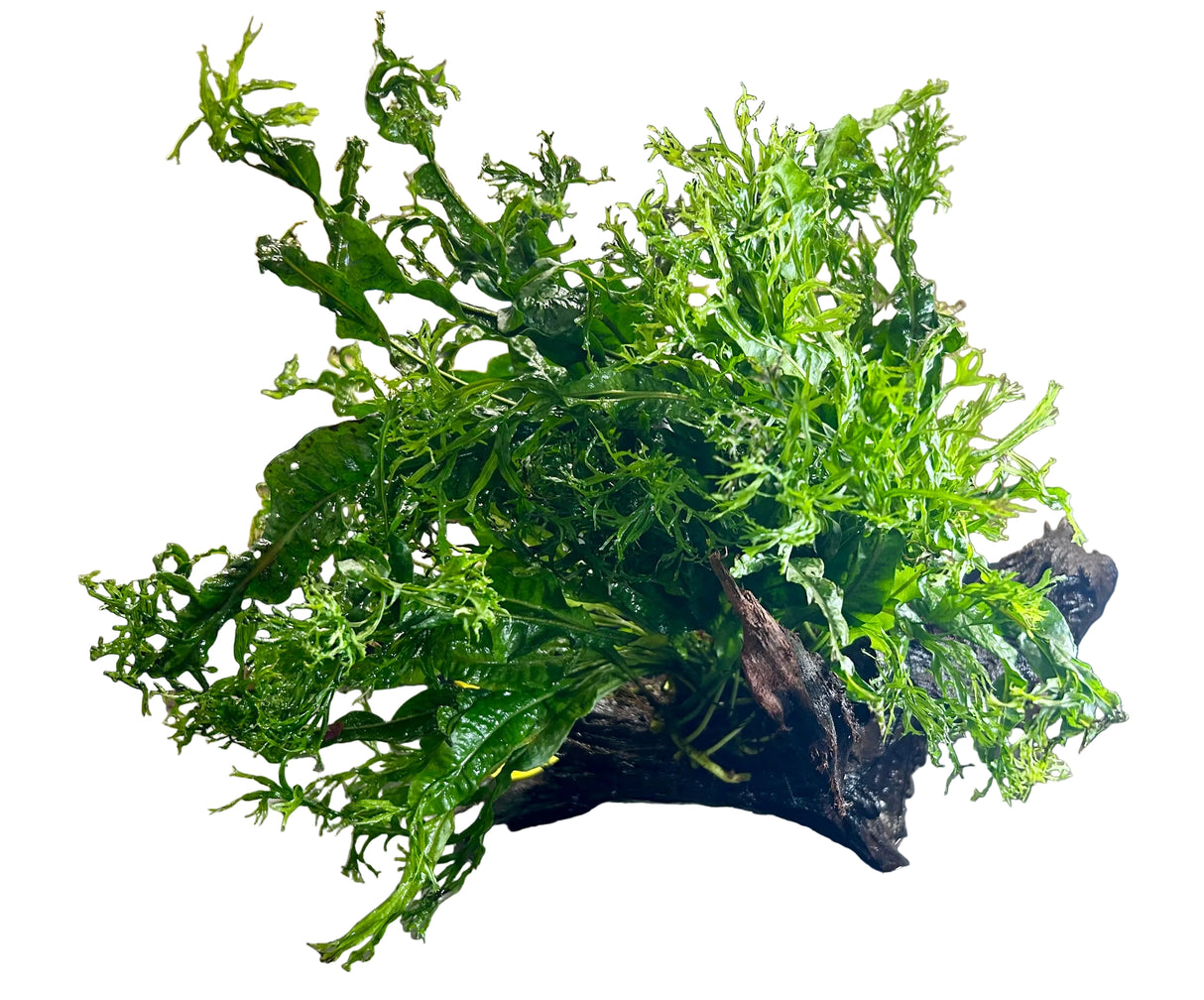W.Y.S.I.W.Y.G. 3002 - Microsorum pteropus Windelov on Large Driftwood | Potted Plants | Largest Tropical Fish Selection at Your Local Fish Store