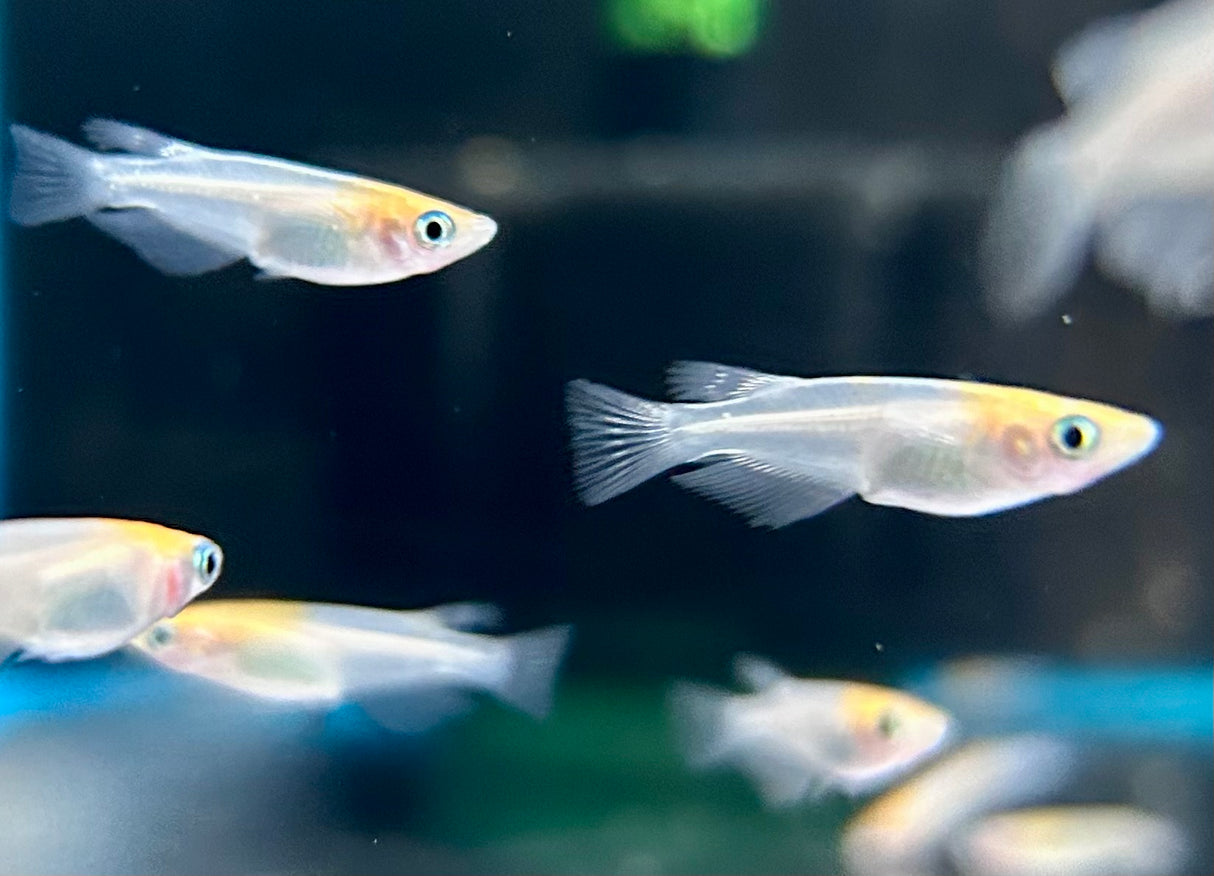Red Cap Tancho Medaka Rice Fish (Oryzias latipes)
