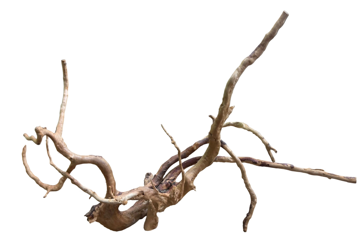 Medium Spiderwood