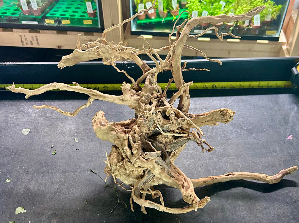 W.Y.S.I.W.Y.G.- 604 - Large Piece of Spiderwood