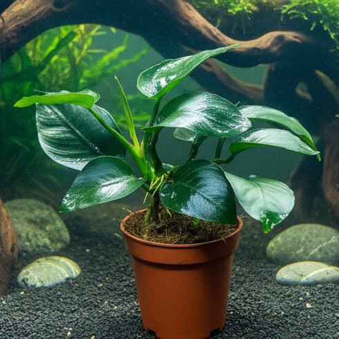 Anubias barteri var. barteri 'Broad leaf