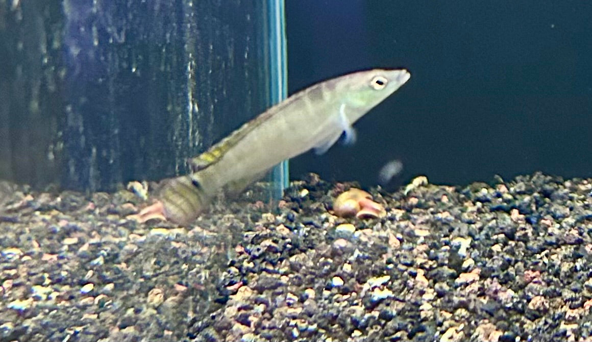 Dwarf Pike Cichlid (Crenicichla Compressiceps)