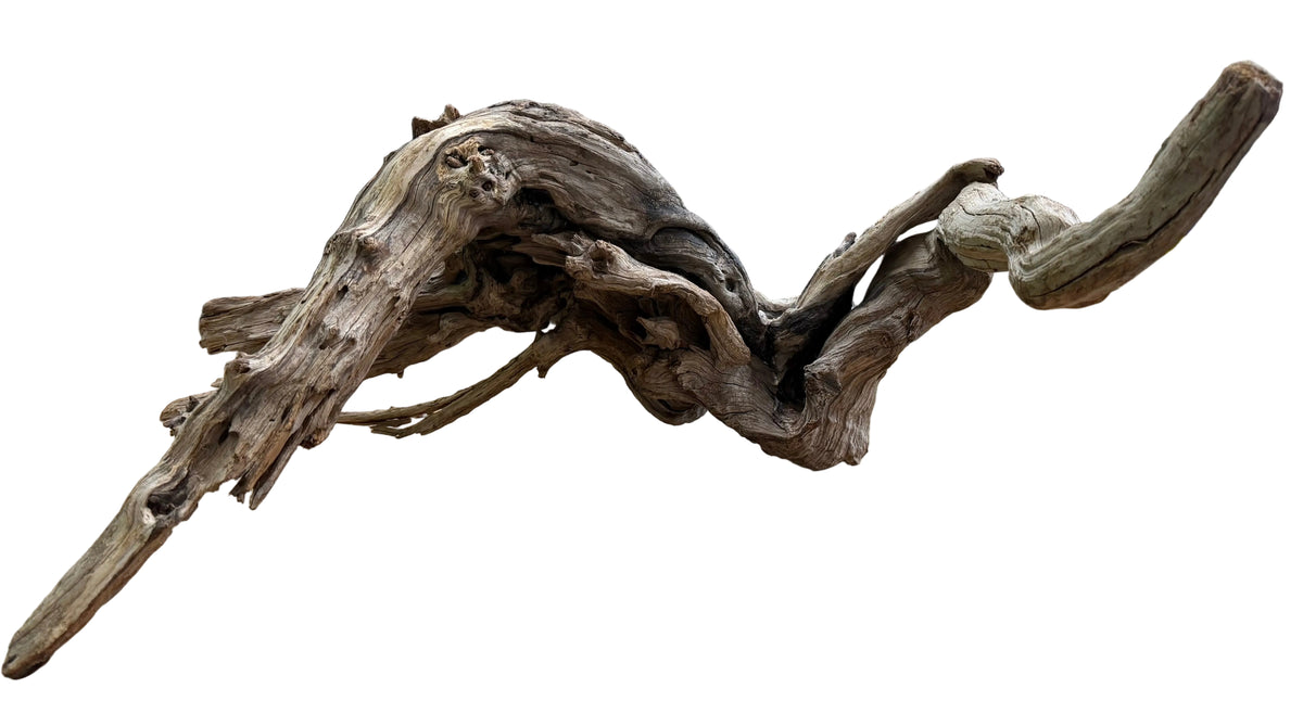 Malaysian Sinking Driftwood