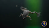 African Dwarf Frog (Hymenochirus boettgeri or Hymenochirus curtipes)