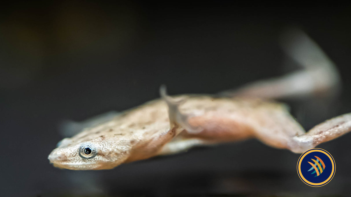 Platinum African Dwarf Frog (Hymenochirus Boettgeri) | Other Livestock | Largest Tropical Fish Selection at Your Local Fish Store