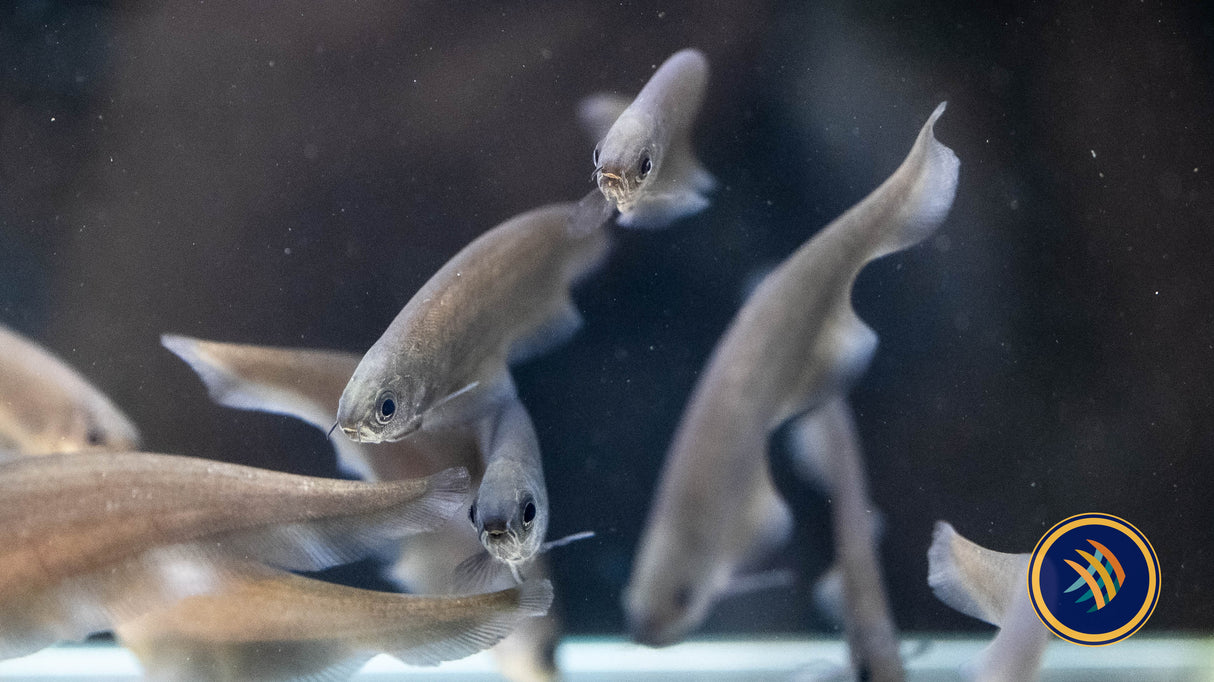 African Knifefish (Xenomystus nigri) 12-15cm (Aquarium Glaser) | Other Livestock | Largest Tropical Fish Selection at Your Local Fish Store