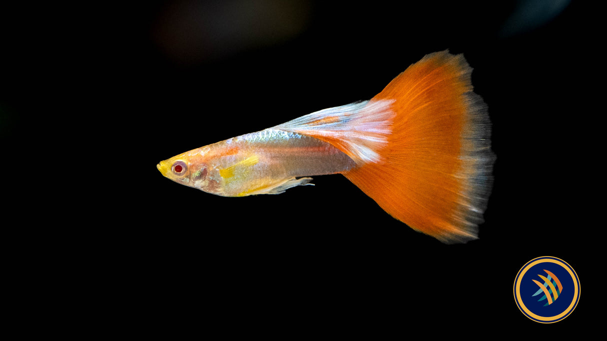 Fancy Guppy Pair Albino Red Tail | Livebearers | Largest Tropical Fish Selection at Your Local Fish Store