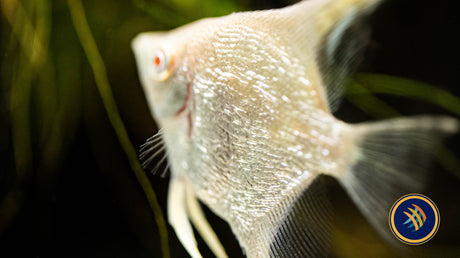 Albino Scarlet - Gold Angelfish (4cm-5cm)