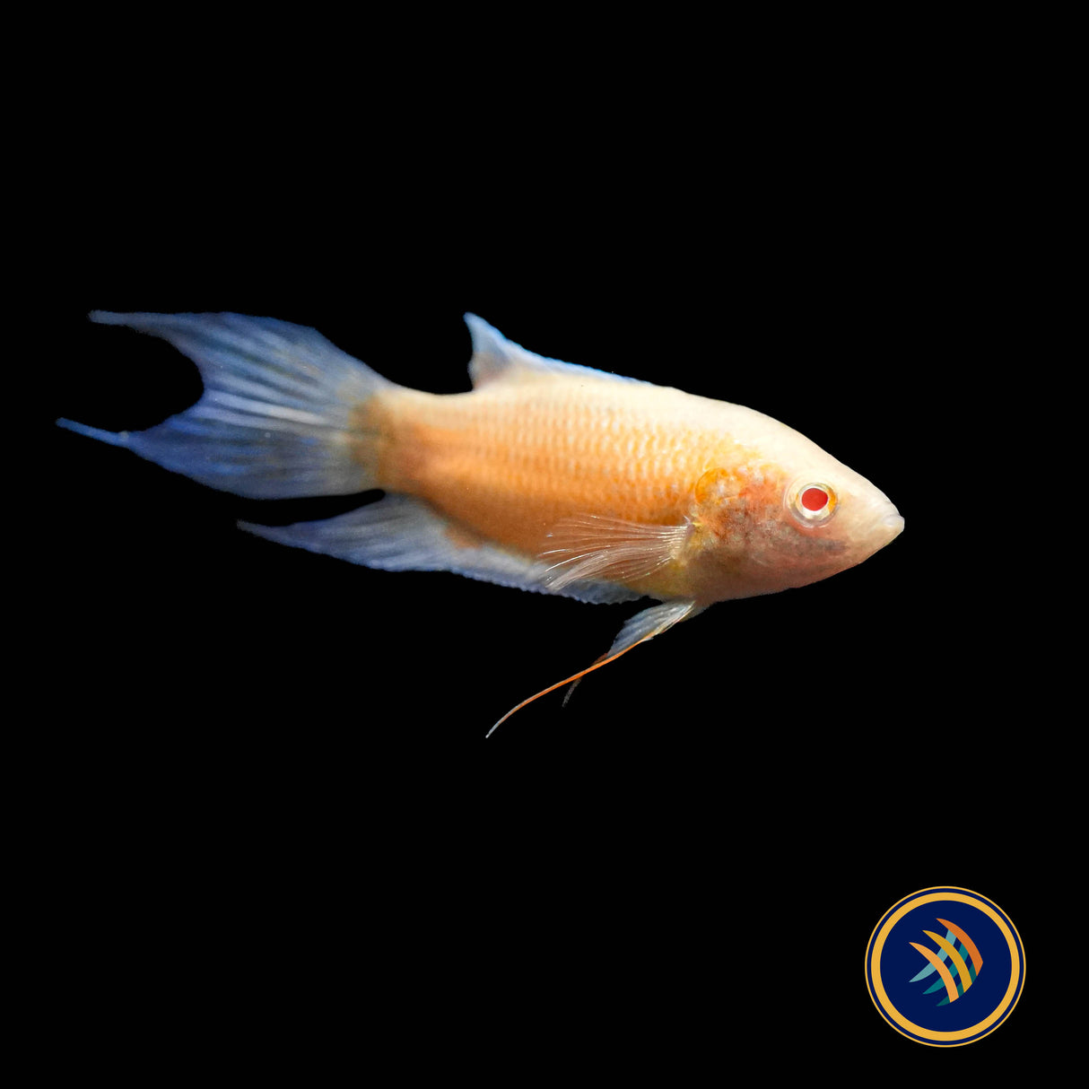 Albino Blue Fin Flame Paradise Fish (Macropodus opercularis)