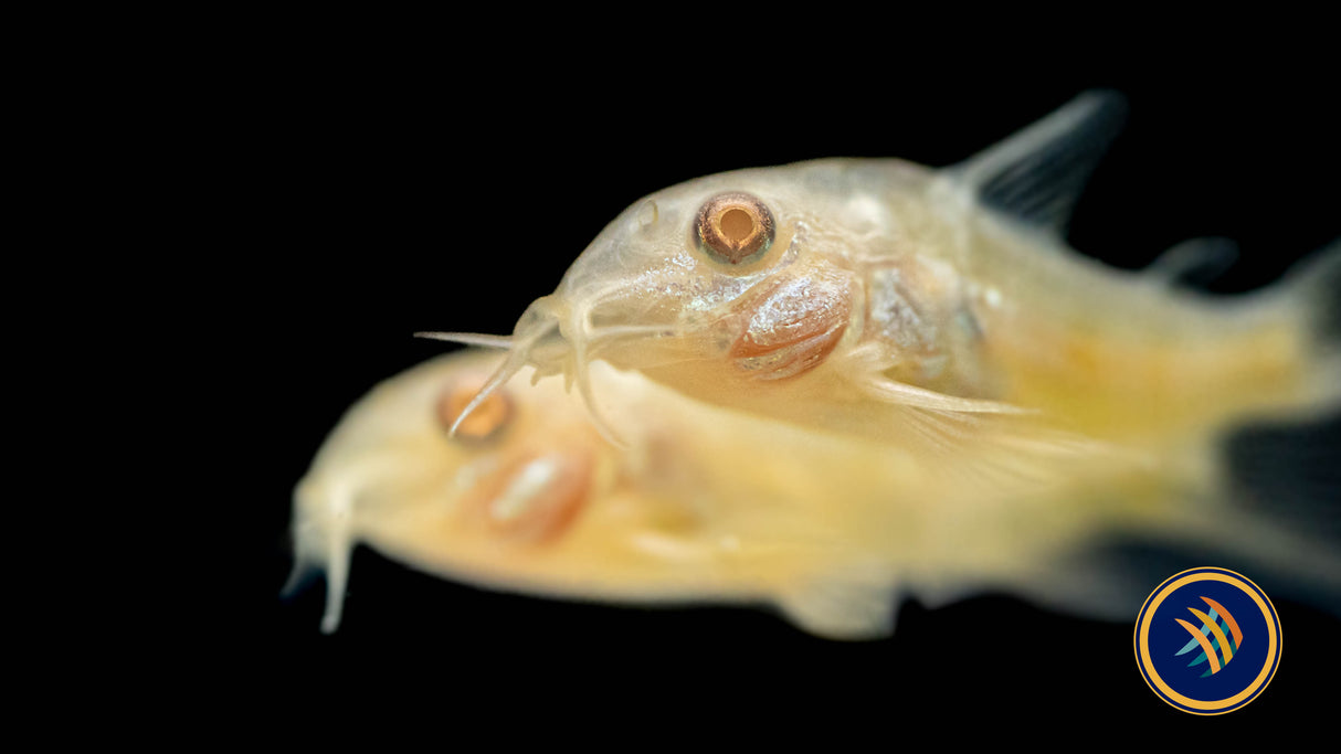 Albino Corydoras (Corydoras aeneus var. albino) 3-4cm | Catfish Loaches & Plecos | Largest Tropical Fish Selection at Your Local Fish Store